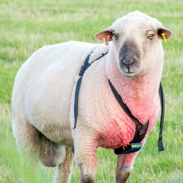 Crayon marqueur pour moutons