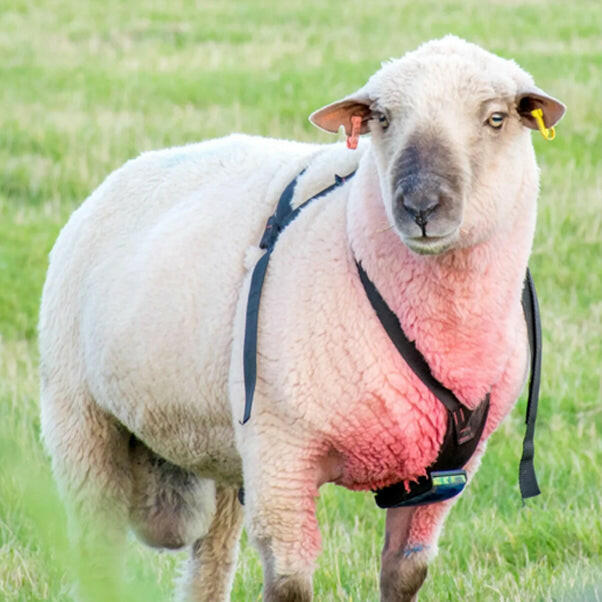 Marcador de oveja (Crayón de carnero)